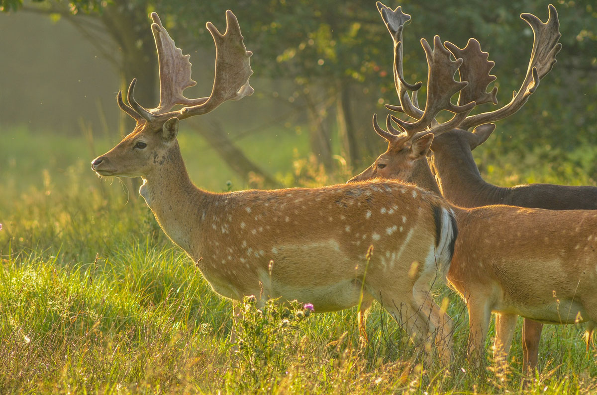 Fallow deer